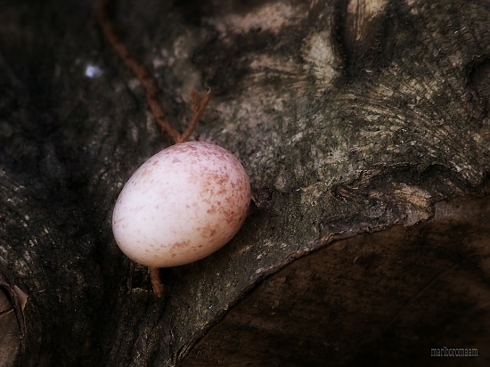 Foundling... by marlboromaam