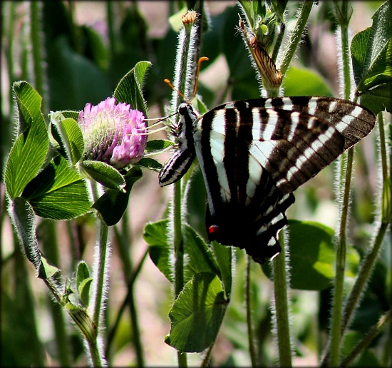 The Butterfly Fairy by cjwhite
