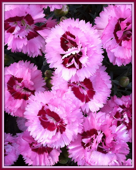 Pretty in Pink by marilyn