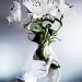 Homage to Arums (2) by humphreyhippo