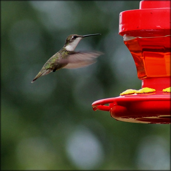 Rain and hummingbirds  Life is good today! by cjwhite