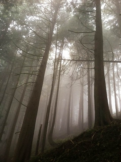 Cedar Trees in the Mist by jgpittenger