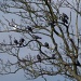 The pigeon tree
