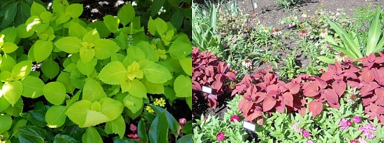 Two colors of coleus at the Arboretum by kchuk
