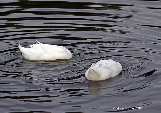Peeking Ducks by grannysue