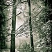 Blackwater by humphreyhippo