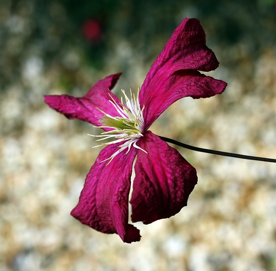 Clematis Close up by phil_howcroft