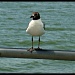 kemah bird
