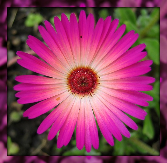 Mesembryanthemum by jmj
