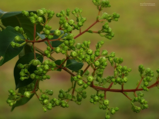 Crepe myrtle buds... by marlboromaam