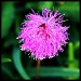 Pink 7.24.12