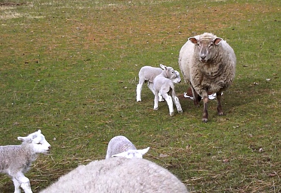 Baa Baa Black Sheep by maggiemae