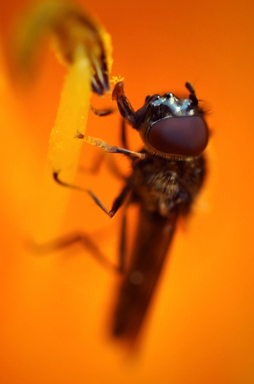 NomNomNom, Pollen! by naomi