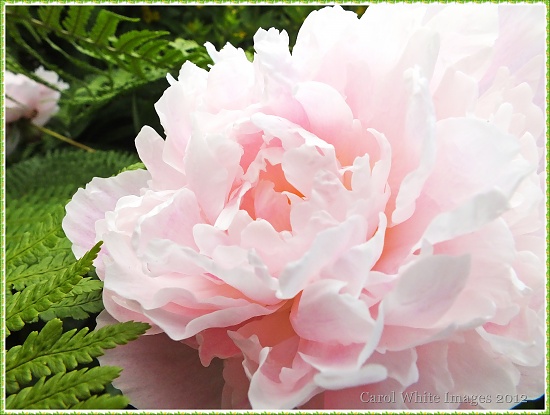 Peony by carolmw