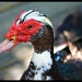 01/08/2012 - Duck, Duck, Goose