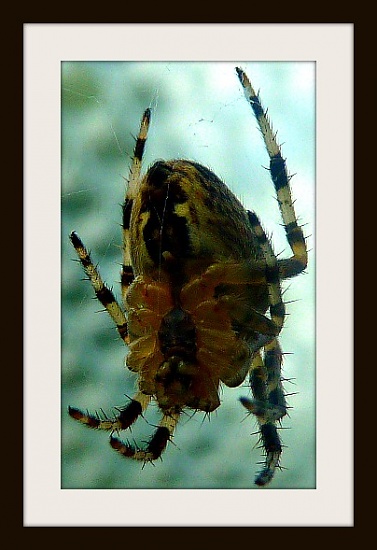 Greenhouse Spider by tonygig