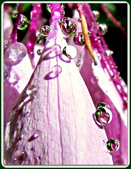 Tiny Bubbles by glimpses