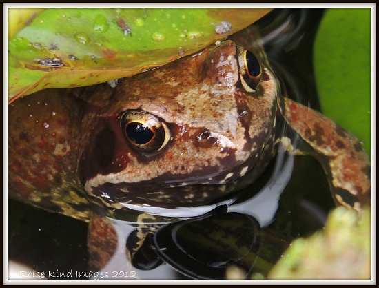 Are you looking for the goldfish? by rosiekind