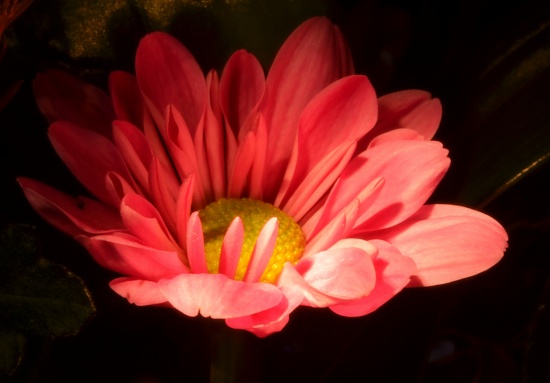 Bonnie... May your Memory Shine On by salza