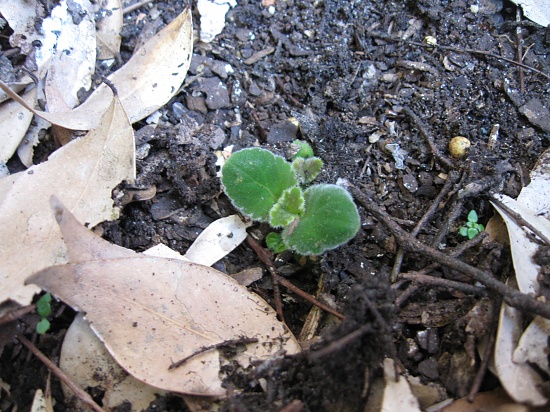In Miniature by mozette