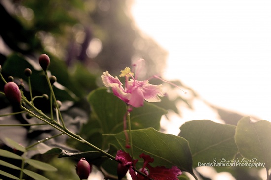 The Sun Will Shine Again by iamdencio