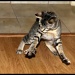 06/08/2012 - "Time spent with cats is never wasted."  ~May Sarton