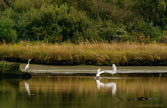 Landing With a Splash by jgpittenger