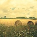 field by edie