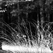 Tall grass and trees...