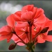10/08/2012 - Potted Peach Geranium