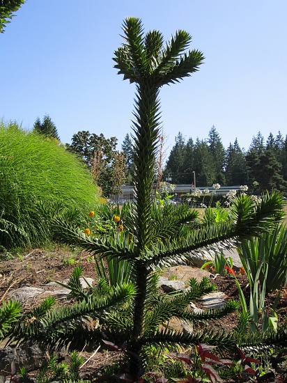 Baby Monkey Puzzle by pamelaf