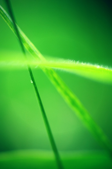 Grass. by naomi