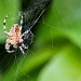 14/08/2012 - Lullaby