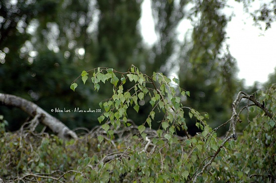 Betula contorta by parisouailleurs