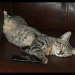 16/08/2012 - “Are cats lazy? Well, more power to them if they are.”