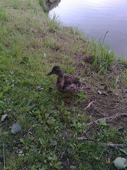Duck Millbrook by denidouble