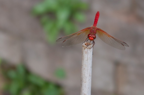 Red Hot by vickisfotos