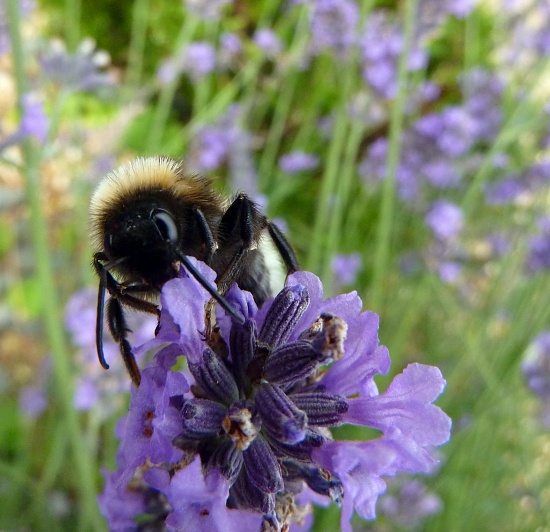 bee on lavender  by phil_howcroft