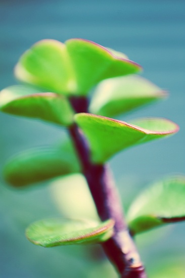 anew by pocketmouse