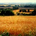 Our fields of gold by filsie65