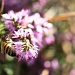 19/08/2012 - A Bee in the Heather