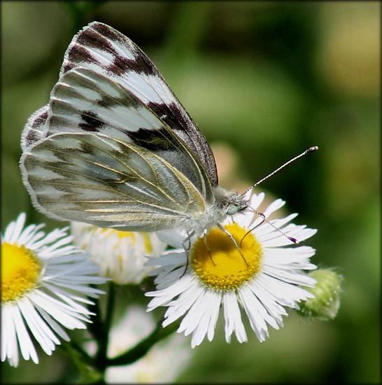 Spotting a checkered by cjwhite