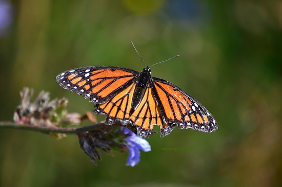 the monarch by summerfield
