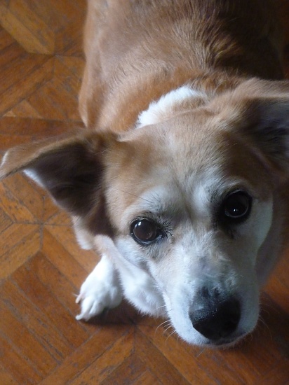 Brown-Eyed Girl, Sally by calm