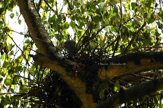 Pigeon brooding in the nest by parisouailleurs