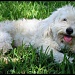 20/08/2012 - Puppy Love
