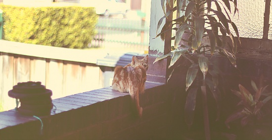 peek-a-boo by pocketmouse