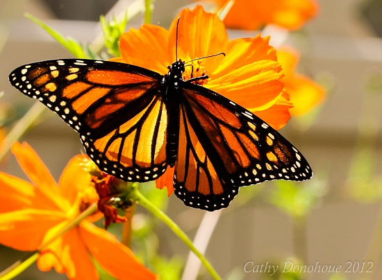 Monarch by cdonohoue