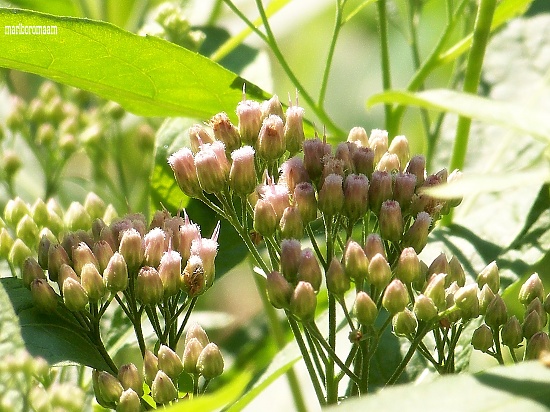 Pale pinks... by marlboromaam