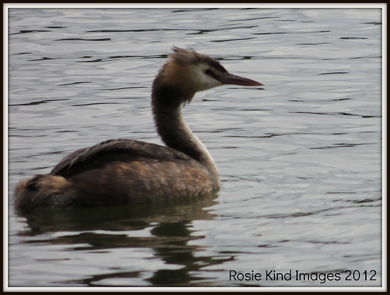 Grebe by rosiekind
